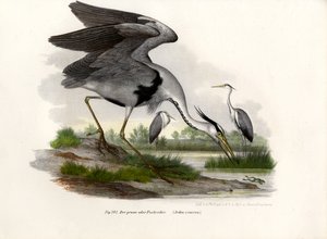 アオサギ、1864 作： German School
